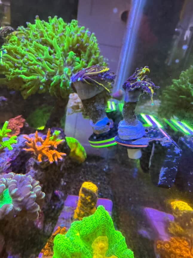 Nexus Single Extendo