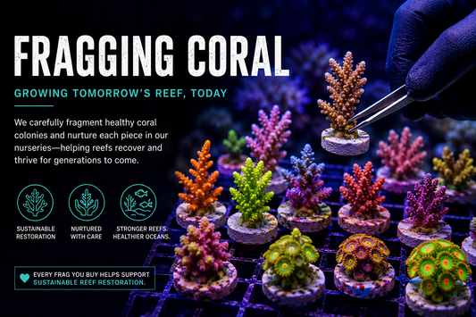How to Frag Coral at Home: A Beginner's Guide