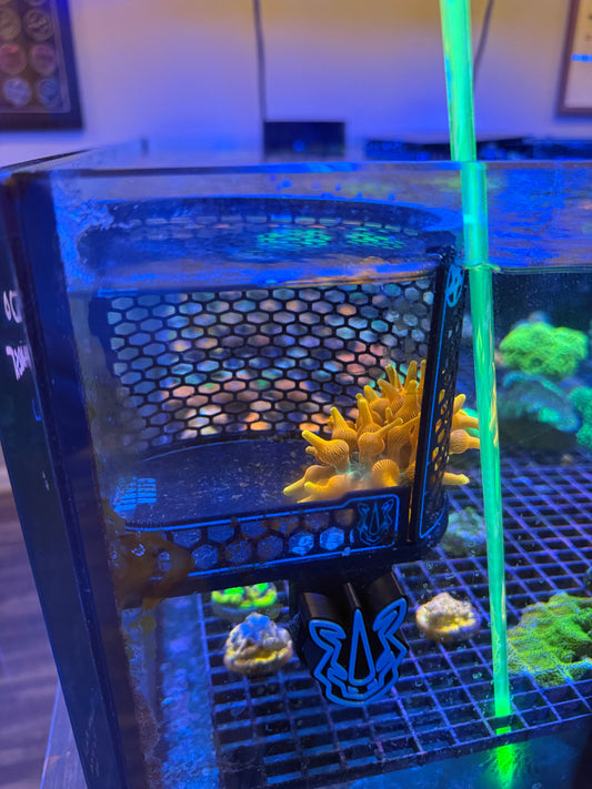 Aquascaping with Magnetic Frag Mounts
