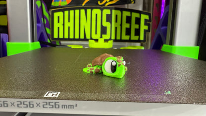 Reef Friends