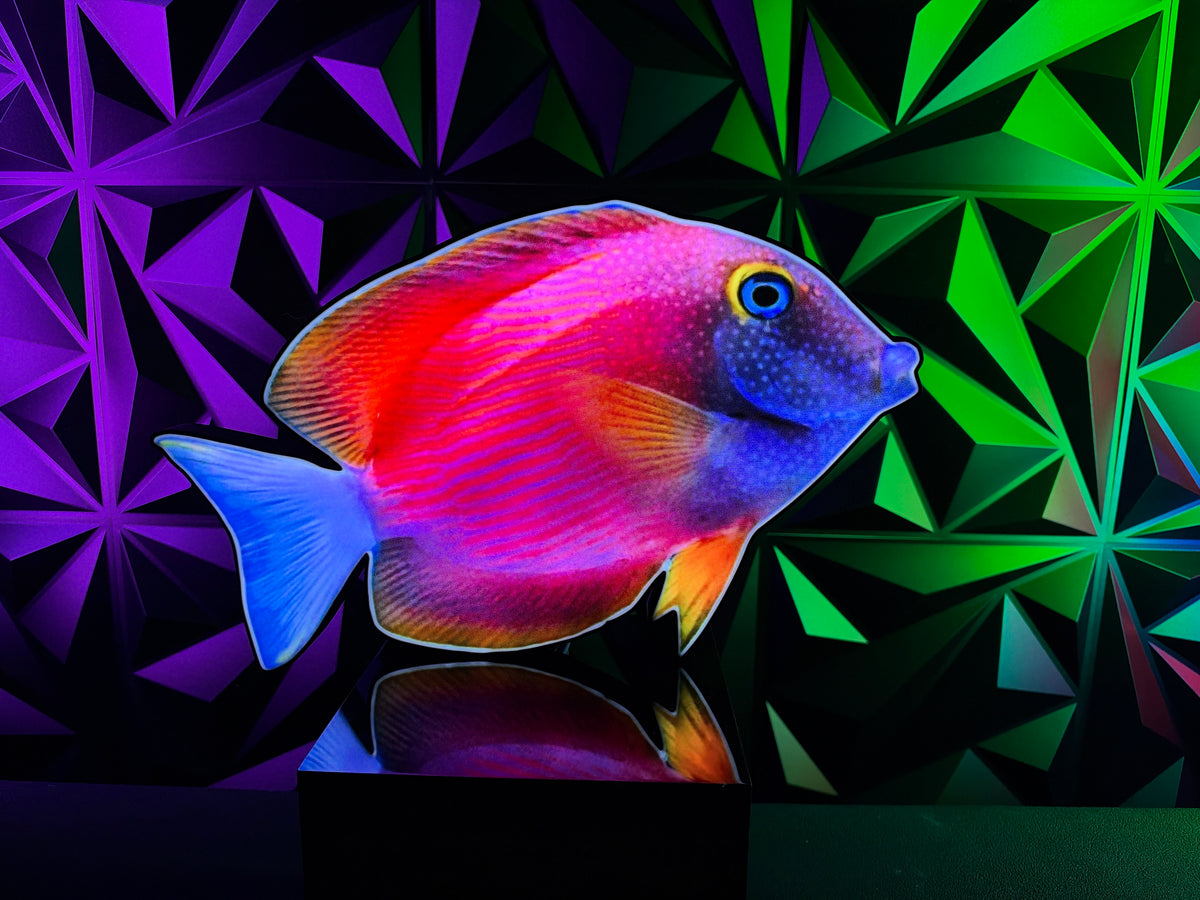 WEEKLY REEF LIGHT