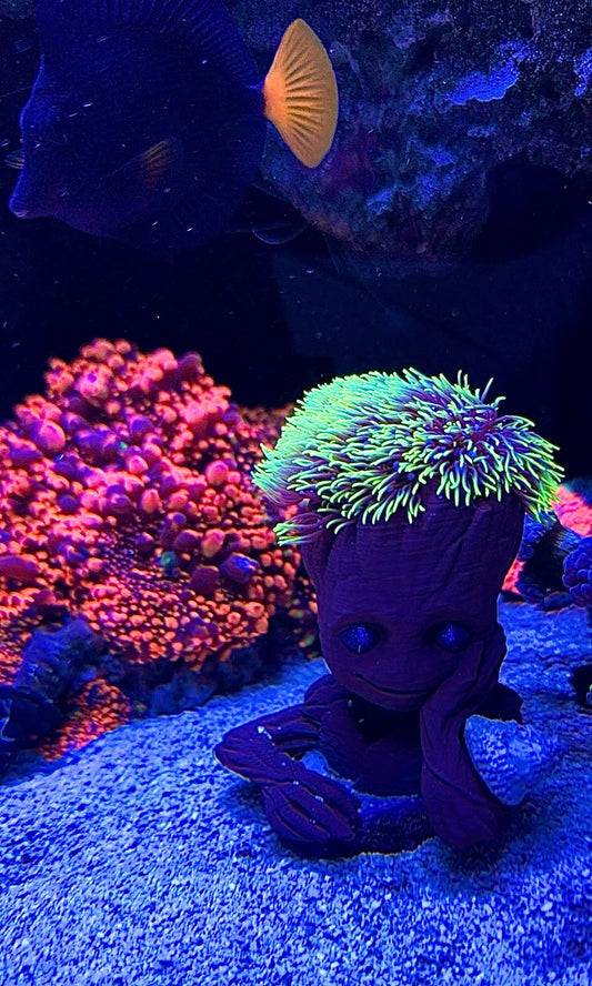 Groot Frag Holder