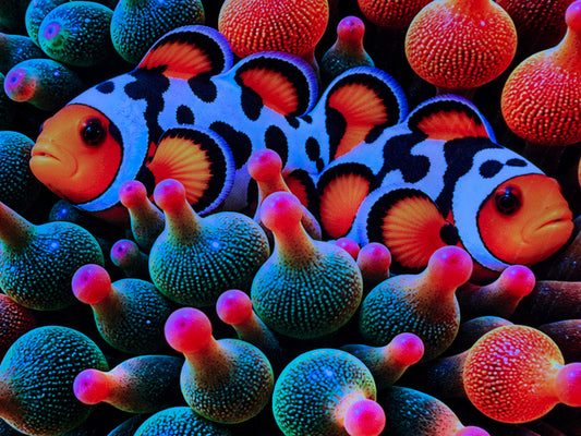 Nexus Anemone & Storm Clownfish Reef Logo Light Limited Drop