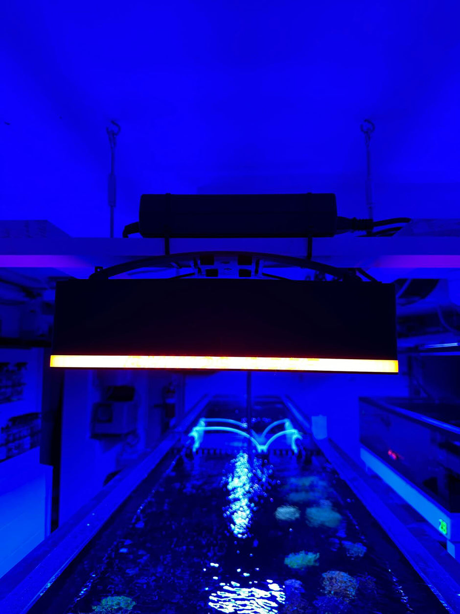 Reef Light Shades & Halos for Kessil, AI, EcoTech, Red Sea | Rhinos ...
